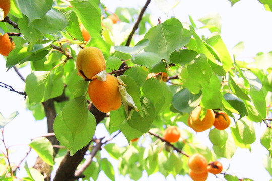 杏子成熟  麦黄杏