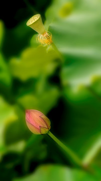 荷花