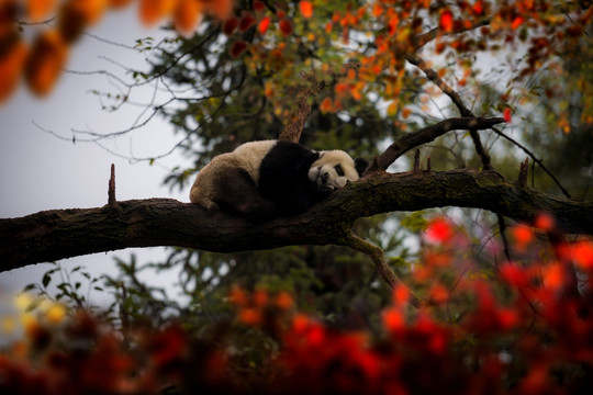 梦乡里的大熊猫