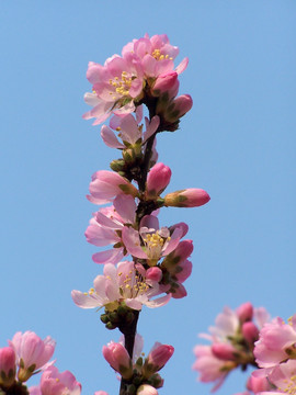 桃花 花枝 枝头 春天