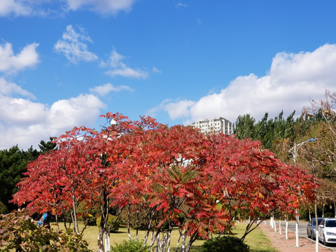秋天 蓝天 火炬树