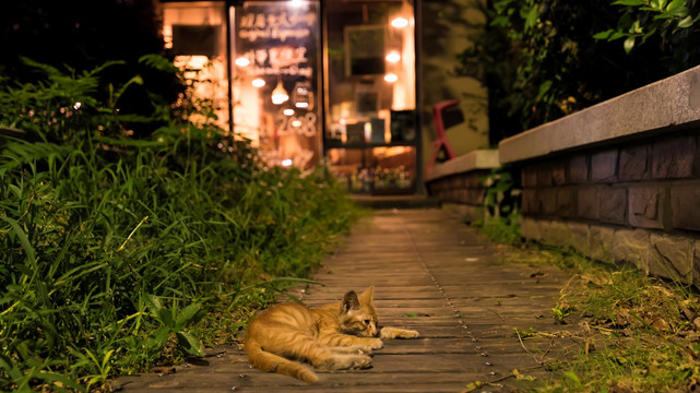 咖啡馆前的小黄猫