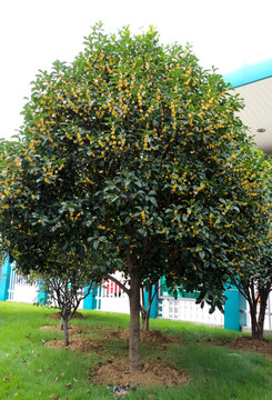 桂花树