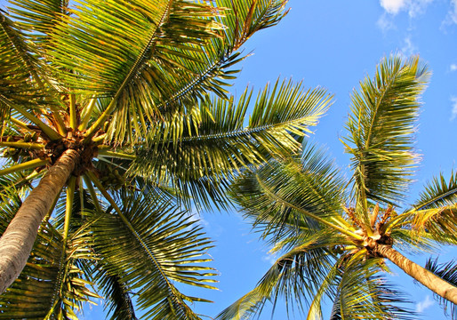 椰树素材 海滨椰树