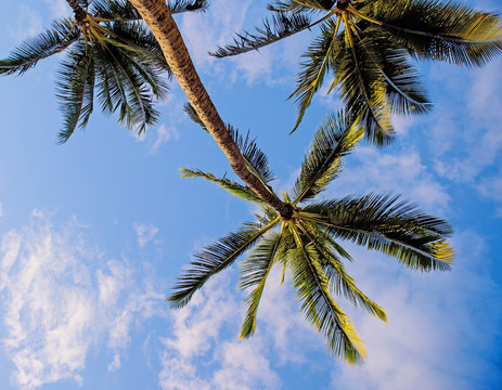 椰树素材 海滨椰树