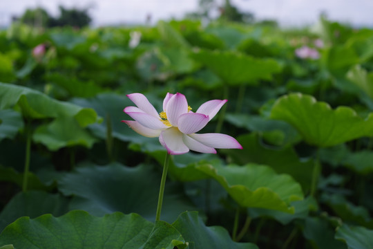 荷花