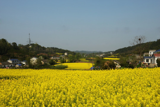 油菜花 春天的风景 美丽乡村