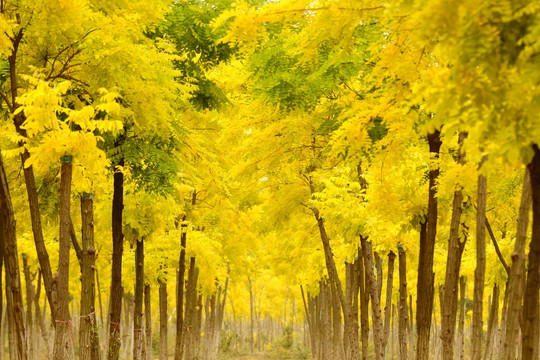 黄金刺槐树
