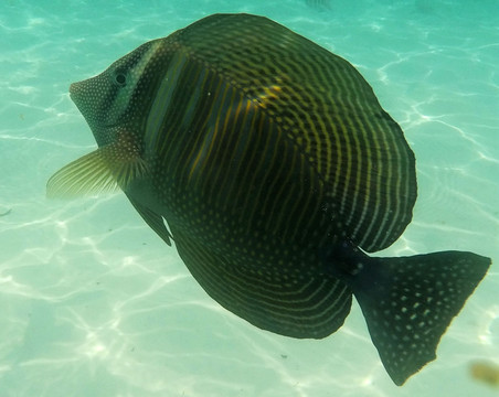 马尔代夫热带鱼