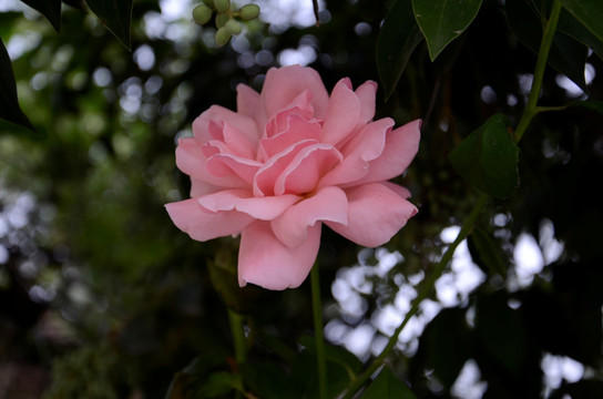 花 月季 粉红