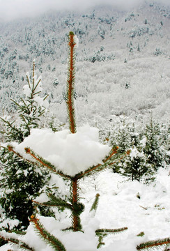 雪景 雪花 植物 树木