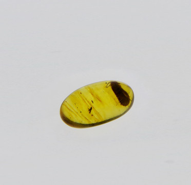 黄绿鸟翼的凤蝶标本
