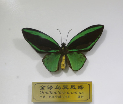 巴布亚新几内亚雄性金绿鸟翼凤蝶