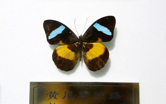 黄尼斯蛱蝶标本