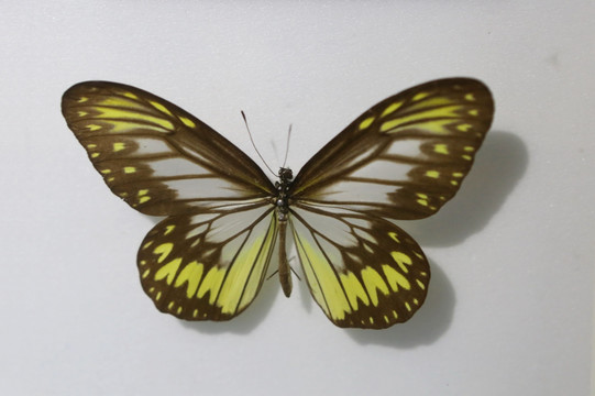 印尼黑缘旖斑蝶标本