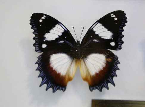 中非珠润圆蛱蝶标本