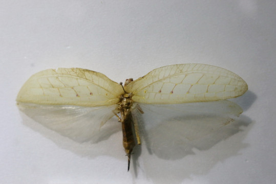 亚洲狭叶巨翅螽标本