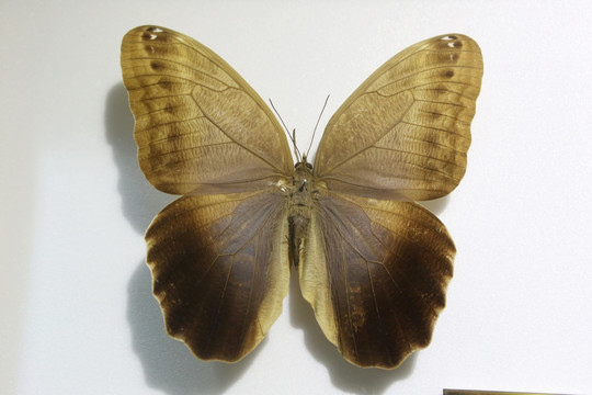 哥斯达尼加黄金猫头鹰环蝶标本