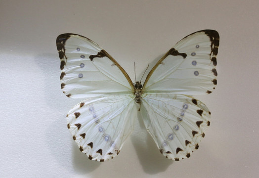 巴西白闪蝶标本