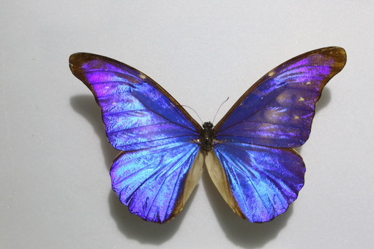 秘鲁尖翅蓝闪蝶标本