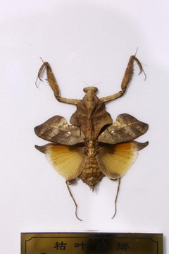 亚洲枯叶螳螂标本