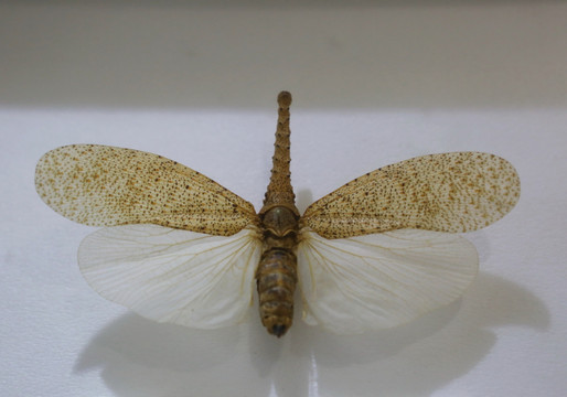 马来西亚锯齿腊蝉标本