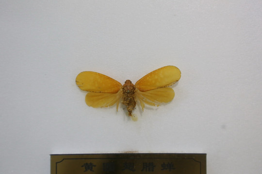 泰国黄圆翅腊蝉标本