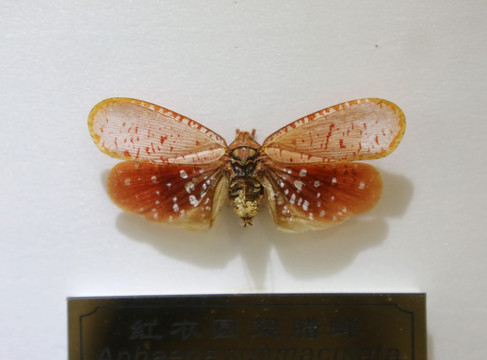 马来西亚红衣圆翅腊蝉标本