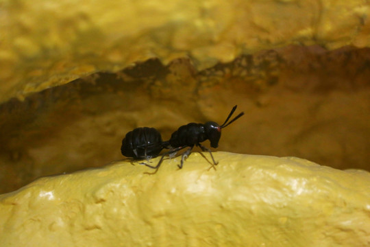 黑蚂蚁和洞穴