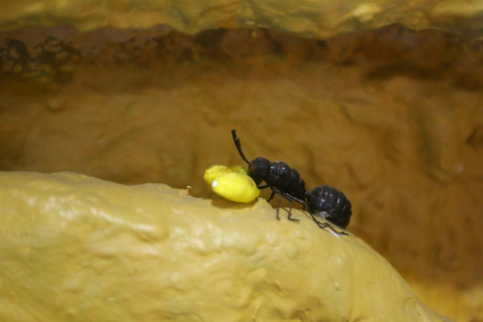 黑蚂蚁搬运玉米粒