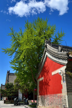 蓝天白云下的长椿寺