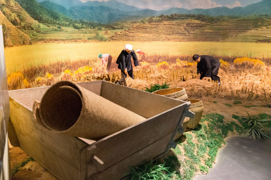 壮族农民收割水稻