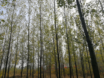 秋天杨树林