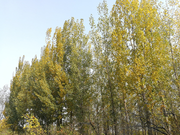 秋天杨树林