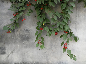 绿植水泥墙红果