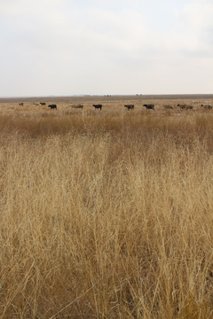 秋天的草原 羊群