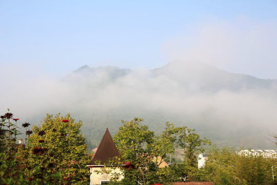 黄山茶林场