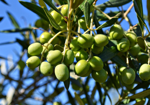 成熟橄榄 树上的橄榄