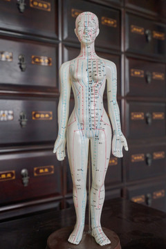 针灸人体模型 高清大图