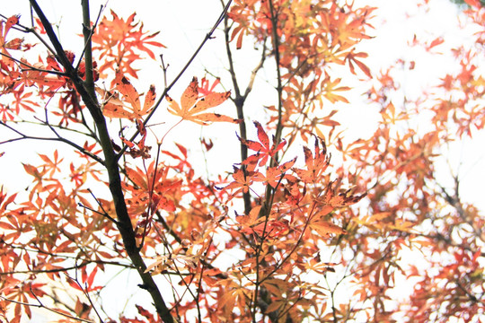 枫叶 红枫树