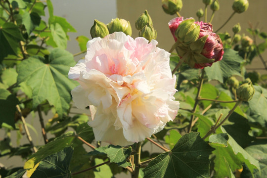 木莲 木芙蓉