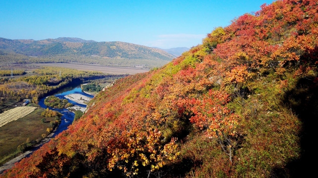 柴河山坡红叶