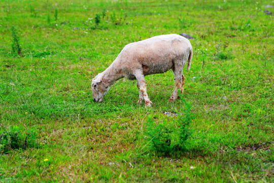 羊 小羊 吃草 山羊 羊吃草