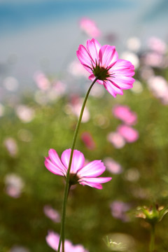 粉色的小花