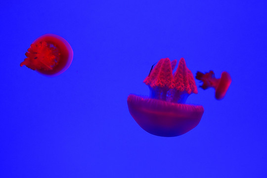 红色的水母