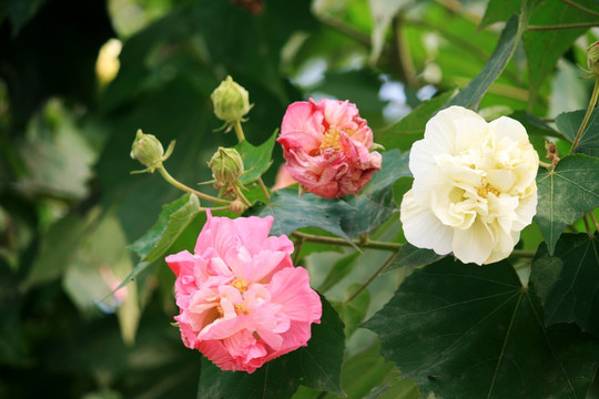 木芙蓉花