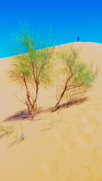 沙漠中的两棵小树