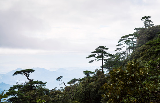 松树