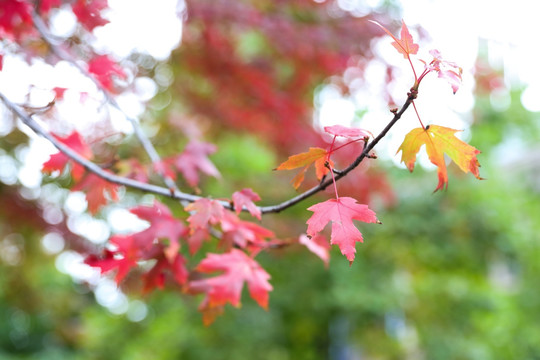 枫叶 植物叶子 红叶 彩叶