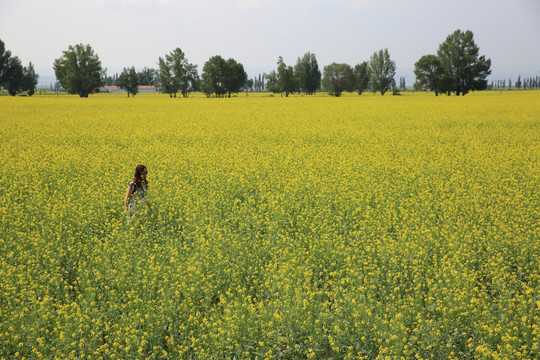 油菜花